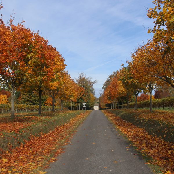 L'allée de l'abbaye de Fontdouce avec ses couleurs automnales