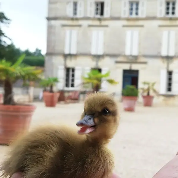 Petit caneton né à Fontdouce