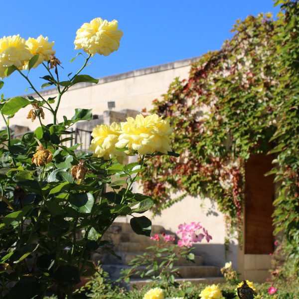 Rose dans les jardins de l'abbaye de Fontdouce