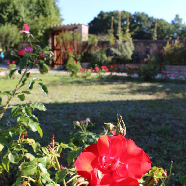 Fleur dans les jardins de l'abbaye de Fontdouce