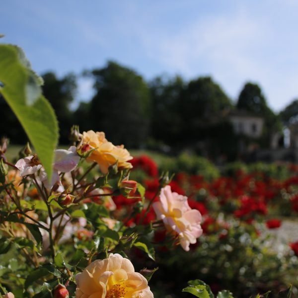 Les roses de l'abbaye de Fontdouce