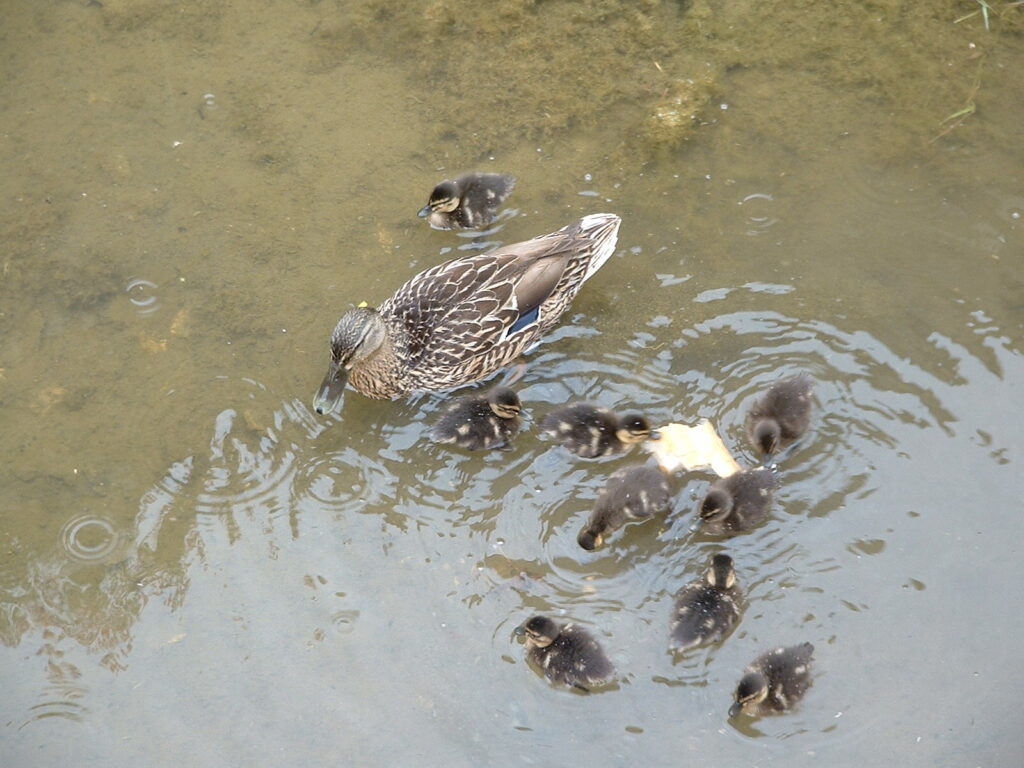 Les canards